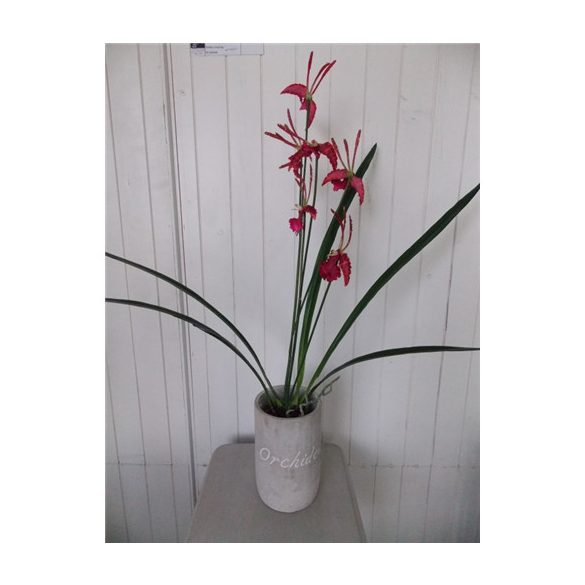 Orchidea 3 szálas 70cm kaspóban - Piros