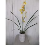 Orchidea 3 szálas 70cm kaspóban - Sárga