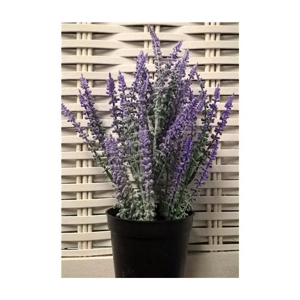 Flokkolt levendula bokor 7 szálas 26cm ültetett