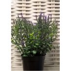 Eukaliptusz bokor műa. 22cm ültetett