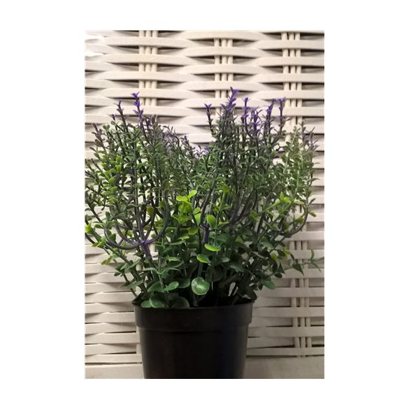 Eukaliptusz bokor műa. 22cm ültetett