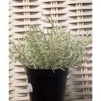 Calocephalus bokor 18cm szürke ültetett