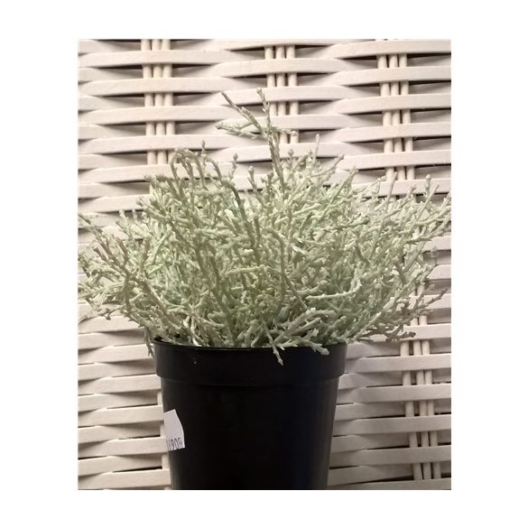 Calocephalus bokor 18cm szürke ültetett