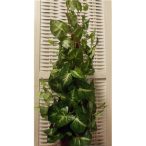 Syngonium ültetett 70cm