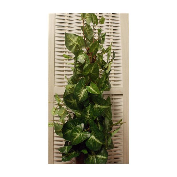 Syngonium ültetett 70cm