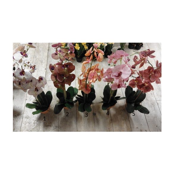Orchidea gumi ültetett több színben 60-65cm