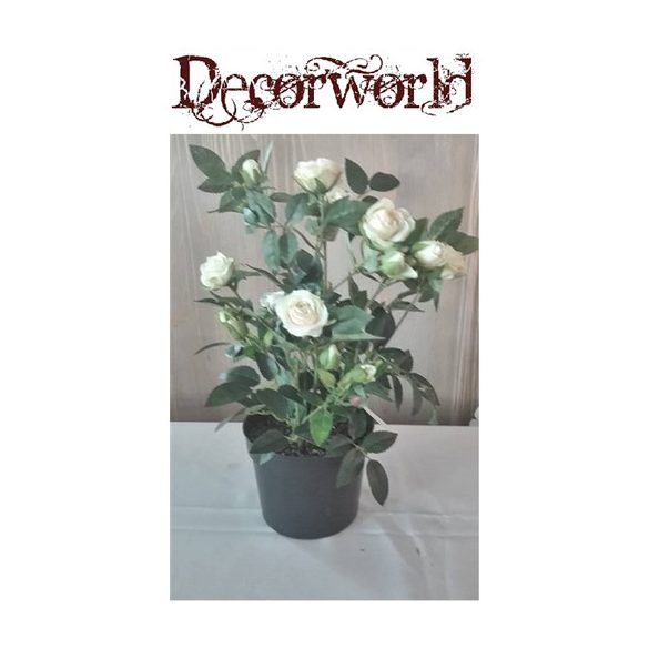 Ültett rózsa műa. cserépben 36cm krém