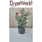 Ültett rózsa műa. cserépben 36cm piros