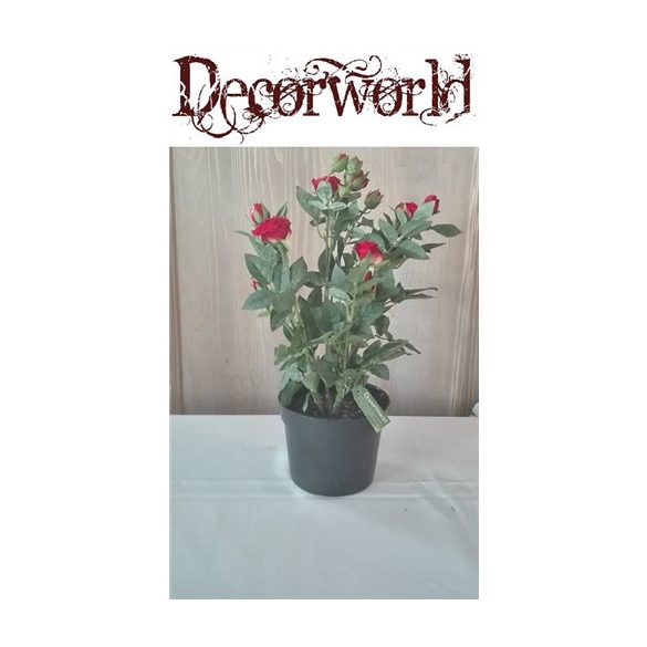 Ültett rózsa műa. cserépben 36cm piros