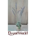 Ültett levendula  papírkaspóban 40cm