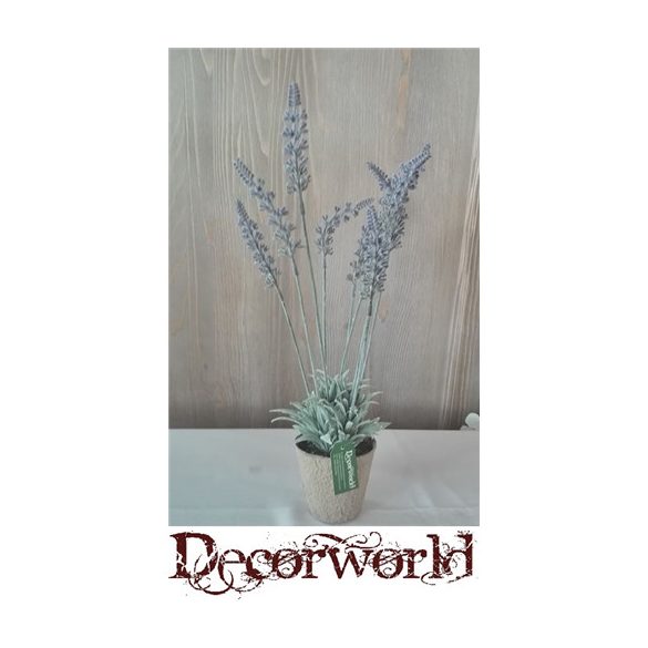 Ültett levendula  papírkaspóban 40cm