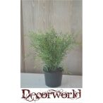 Ültett aszparágusz müa.cserépben 36cm