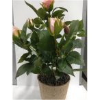 Rózsabokor ültetett M: 28cm, papír kaspóban 8cm