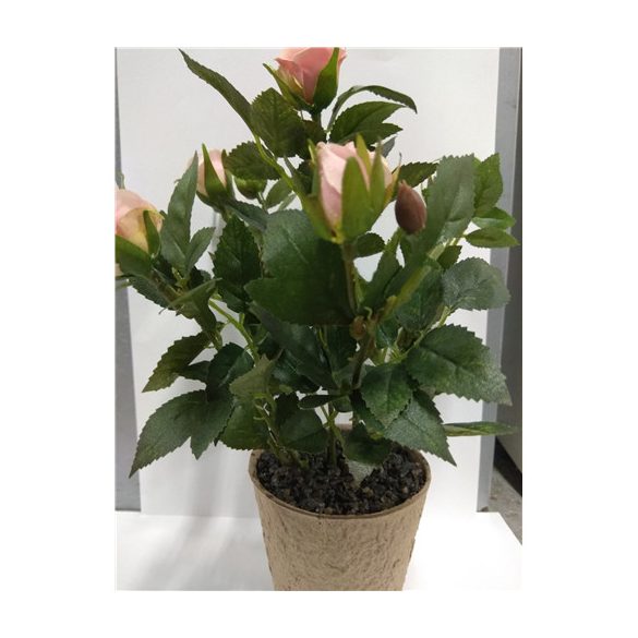 Rózsabokor ültetett M: 28cm, papír kaspóban 8cm