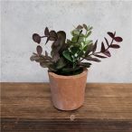 Eucalyptus - Zöld/bordó (agyagcserépben 5cm)