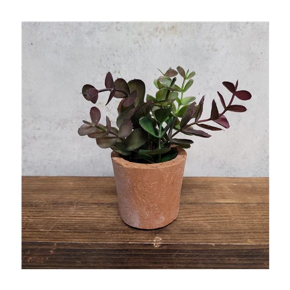 Eucalyptus - Zöld/bordó (agyagcserépben 5cm)