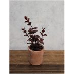 Eucalyptus bush - Bordó (agyagcserépben 6cm)