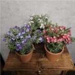 Lángvirág 14cm -Több színben (agyagkaspóban 11cm)