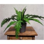 Erdei páfrány 28cm (agyag cserépben 10cm)