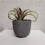 Tillandsia 12cm (agyagcserépben 9cm)