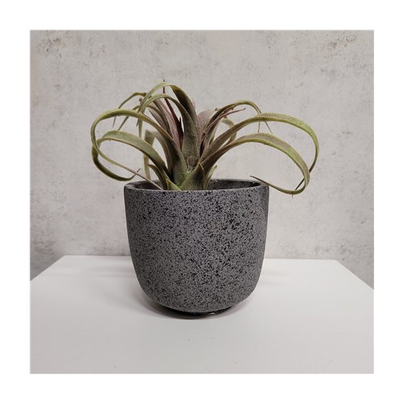 Tillandsia 12cm (agyagcserépben 9cm)