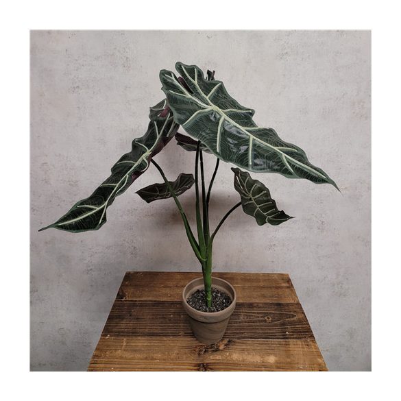 Alocasia 50cm (agyag cserépben 10cm)