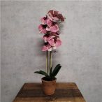 Phalaeonopsis 60cm - Beauty (régies agyagcserépben 10,5cm)
