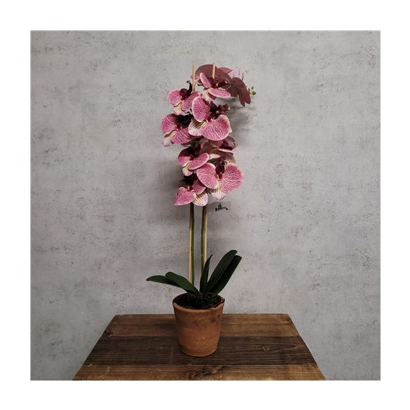 Phalaeonopsis 60cm - Beauty (régies agyagcserépben 10,5cm)