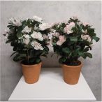   Azaela bokor 27cm - 2 színben (régies agyagcserépben 11cm)