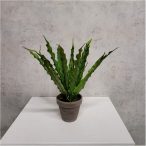 Asplenium fern 27cm - Zöld (szürke agyag cserépben 8cm)
