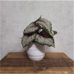   Begonia leaves bush 18cm - Szürke/rózsaszín/zöld (agyagcserépben 10cm)