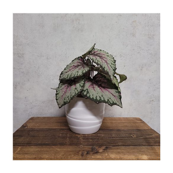 Begonia leaves bush 18cm - Szürke/rózsaszín/zöld (agyagcserépben 10cm)