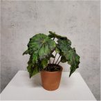 Begónia leveles bokor 16cm (régies agyagcserépben 9cm)