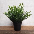 Bambusz bokor 18cm (műanyag cserépben 8cm)