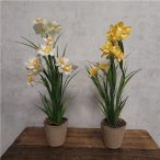 Nárcisz 30 cm - Két színben (papír kaspóban 7,5cm)
