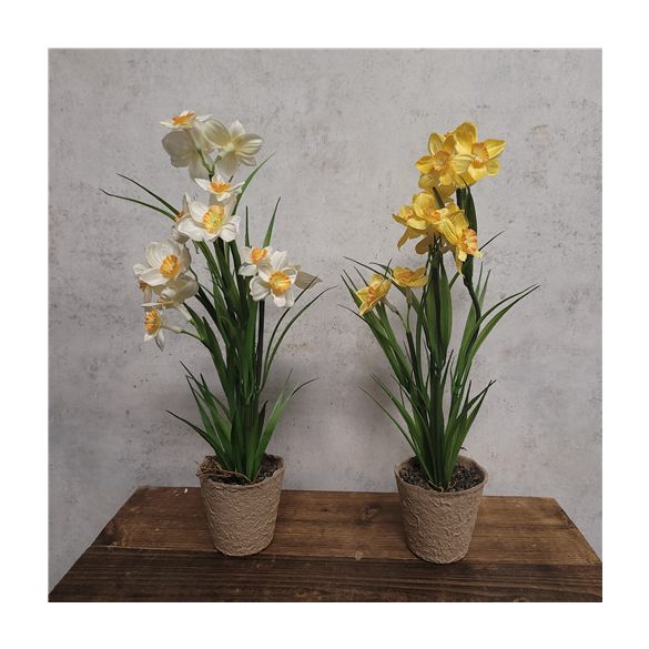 Nárcisz 30 cm - Két színben (papír kaspóban 7,5cm)