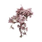 Begonia csüngő 63cm (agyag cserépben)