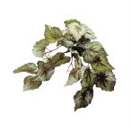 Begonia 60cm - (műanyag cserépben)