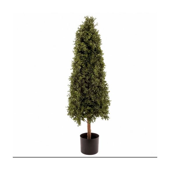 Buxus 120 cm cserépben UV álló