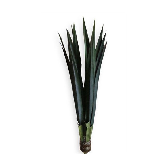 Agave 120 cm
