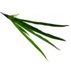 Orchidea levél gyökérrel 53cm