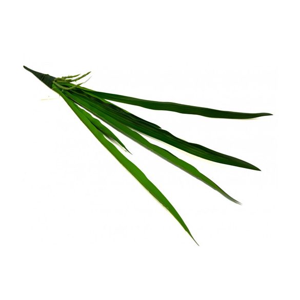 Orchidea levél gyökérrel 53cm