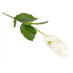 Medinilla 76cm - Fehér