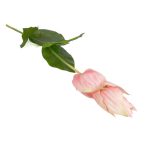 Medinilla 76cm - Rózsaszín