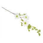 Clematis ragané 95cm - Fehér