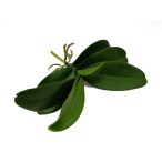 Orchidea levél gyökérrel 30 cm