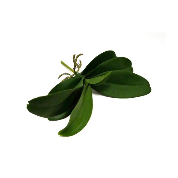 Orchidea levél gyökérrel 30 cm