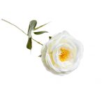 Rózsa ág 55cm - Fehér