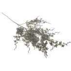 Fehérített szürke ág