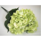 Hortenzia csokor x5 zöld